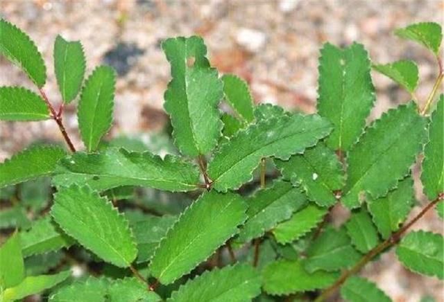 这草能长半人高,是极品中药,但农民不识货,