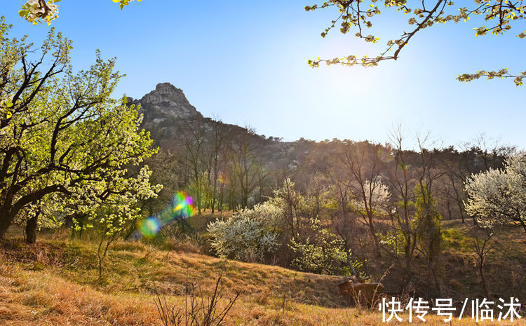 情定三生|美丽的苍马山