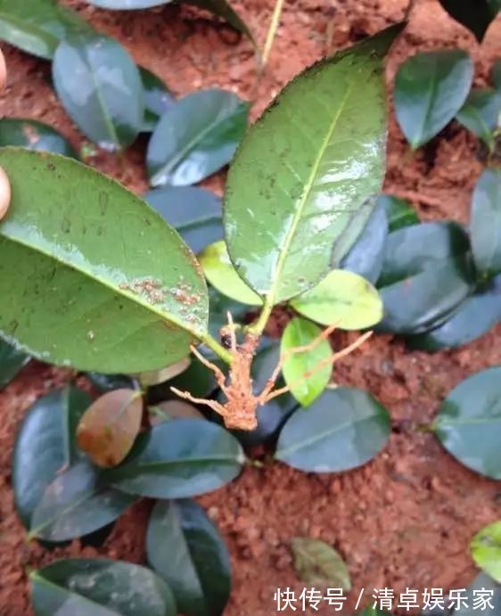 米兰花|夏季扦插茶花米兰花有妙招，套个塑料袋，保湿好生根快不死苗
