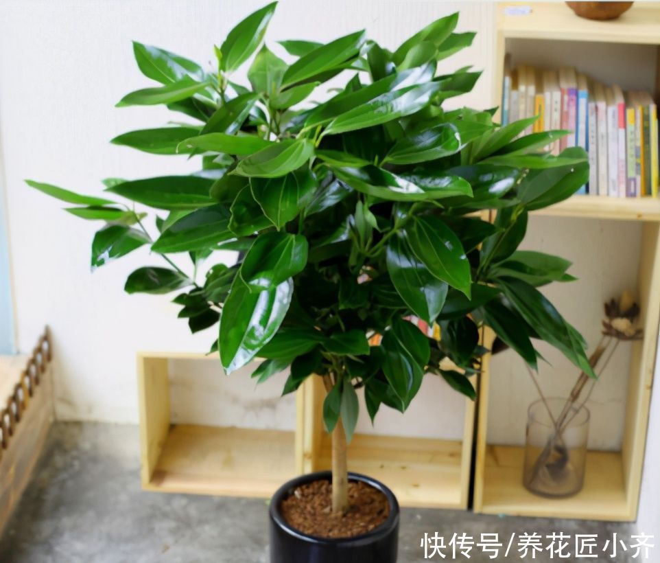 夏季|夏季能晒死的6种花，现在要做的是“遮阴、通风”，才能保证长势