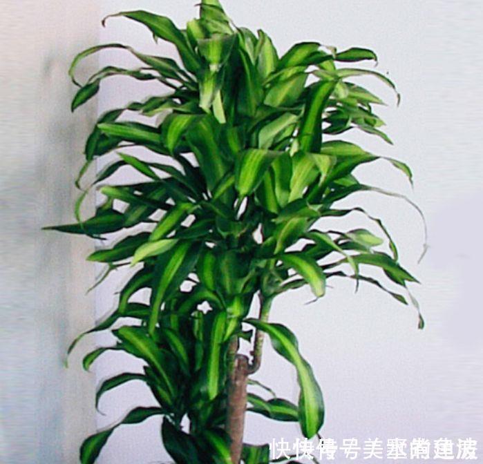 杀菌|聪明人都养4种花，除尘又杀菌，不花一分钱，空气清新