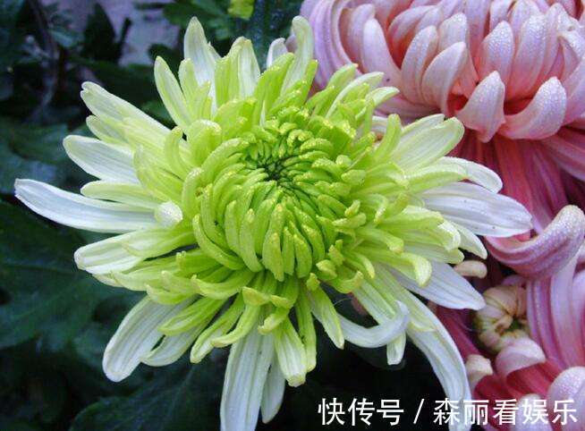 阴历|阴历哪几月出生的女人,长得漂亮,知书达理,娶到就是福气