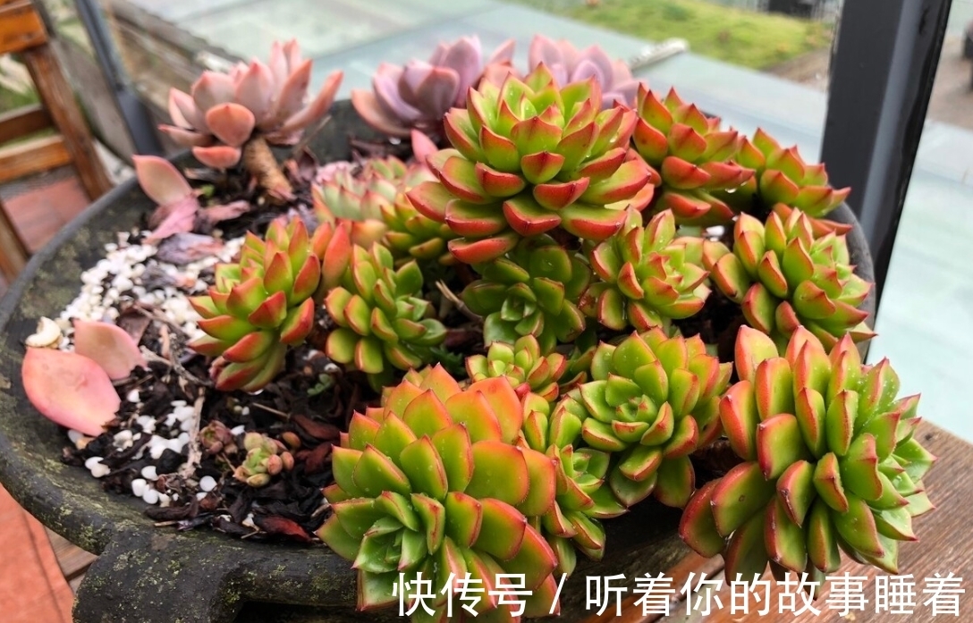 春天栽种多肉植物,做好5个“不”,棵棵长成小胖球