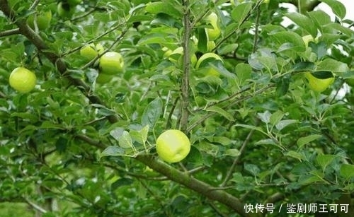 90后的新农人,采用新技术,愿做新型农业的引领者