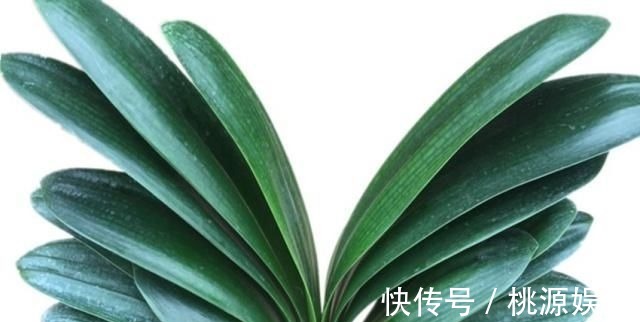 土质板结|万能养花之宝,盆里放一点,不黄叶、不烂根、不生虫还不用肥