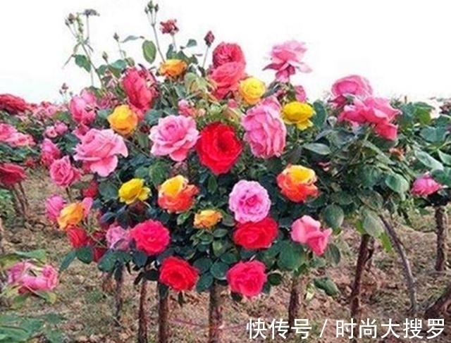 养长寿花,用这法,1年就能成老桩,开满五色花,独特又吉祥