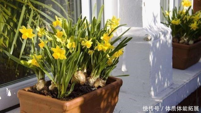 花卉|养花“嫌”住房没阳光，这4种花卉，适合阴凉处养护，同样能开花！