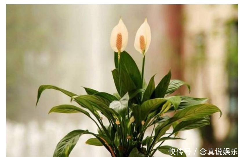 习性|养花请别再相信几天浇一次水，正确的浇水方法全在这！