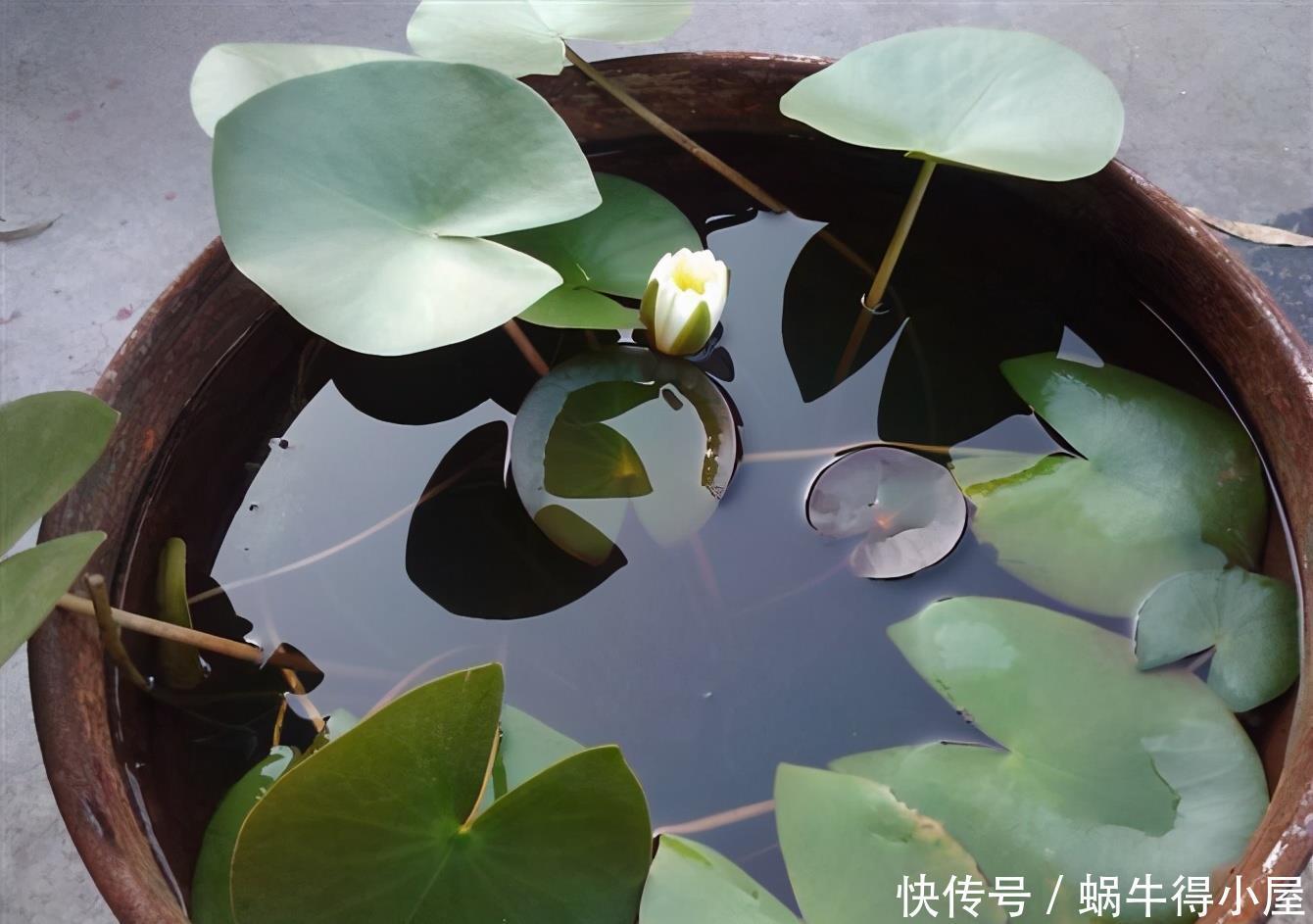 睡莲能和锦鲤一起养 睡莲能和锦鲤一起养
