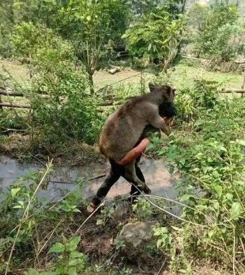 钓不到鱼就扛走牛男子花千元水库钓鱼却空军，气愤下报复水库主