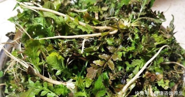 冬天,吃萝卜白菜不如吃它,鲜嫩营养高,遇到多囤些,从冬吃到春!