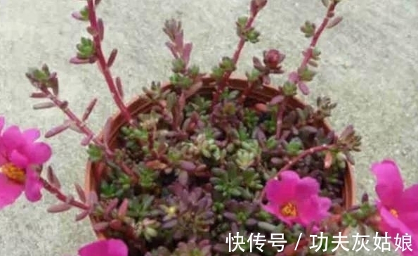 8种多肉皮实又好养,开花超级美丽,总有一种是你喜欢的
