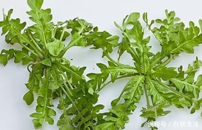 养肾|农村野菜好处多,经常食用4种野菜,降低三高养肾护肝不在话下