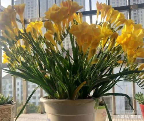 5种香水花卉，好养又好闻，你家有养不？