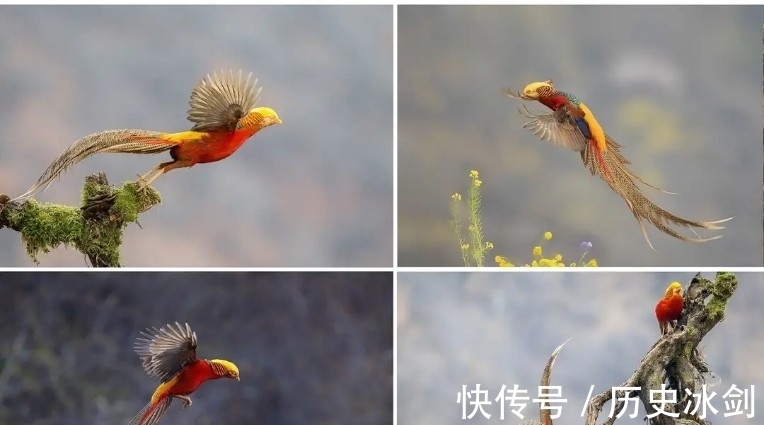 柳林沟|晋南山沟沟里引来“火凤凰”，你知道吸引它们的梧桐树在哪里吗？