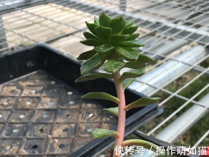 秋天来了,为了多肉的健康生长,快把你的多肉送上断头台吧