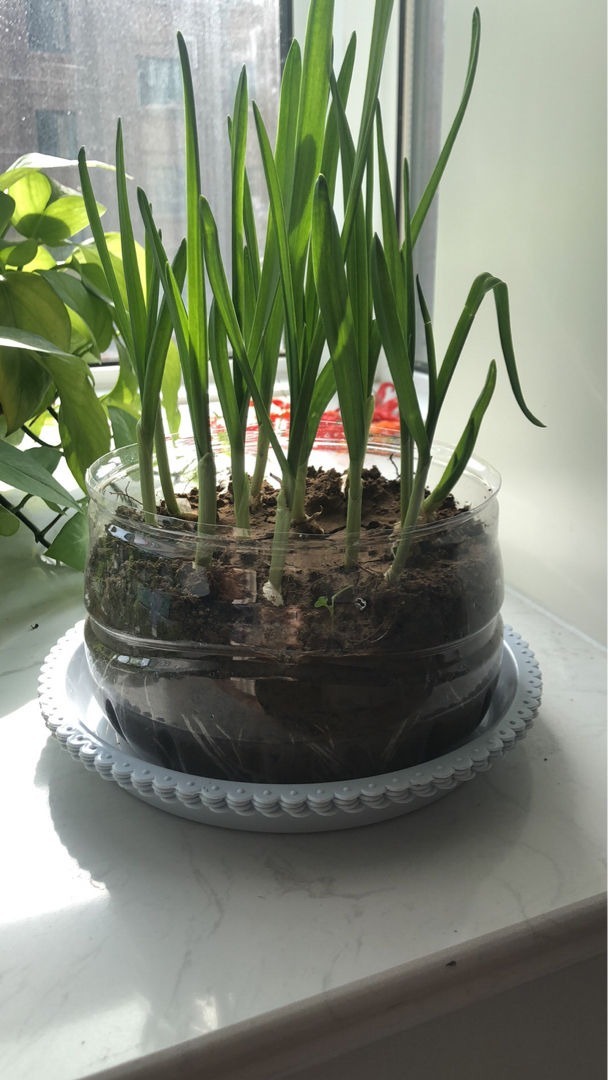 油桶|废弃的油桶别再扔了,简单处理一下,简直就是养花“神器”!