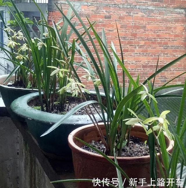 8种花换盆,换好了生一堆,换错立马死!8种花换盆,换好了生一堆,换错立马死!