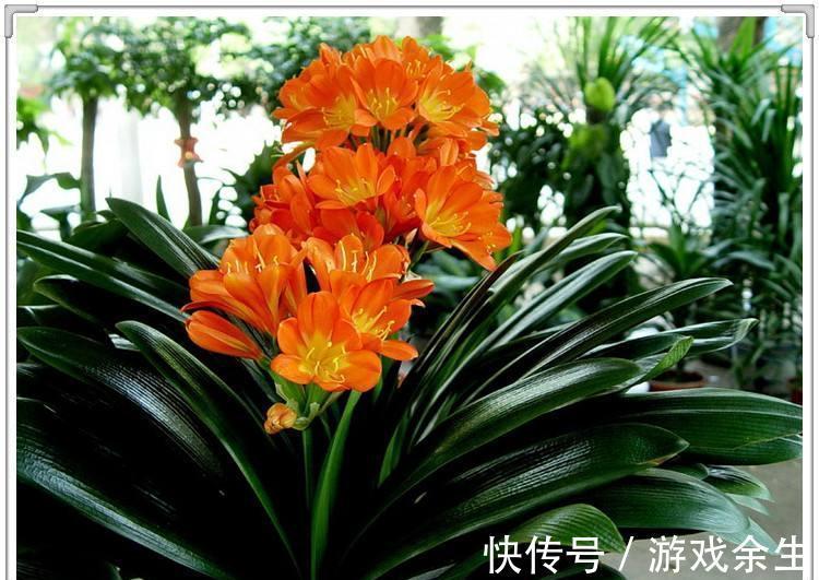 6种“吉利花”不要晒太阳,放在阴凉处,才能长得棒,富贵又旺家