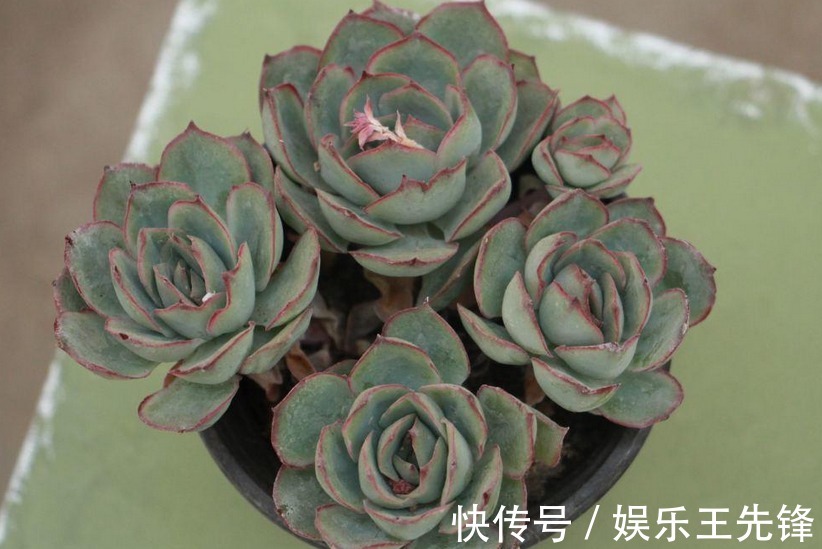 浇水|秋季该怎么给多肉浇水?摸清楚这4点,叶子水灵灵,不会没精神