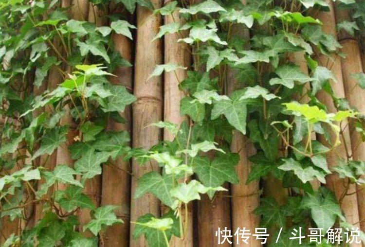 4款艳美的花卉，好养易爆盆，惊艳如花球，美翻了