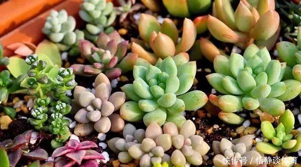 开春别换盆了,这7种东西撒土里,花吃了新叶子呼呼冒!