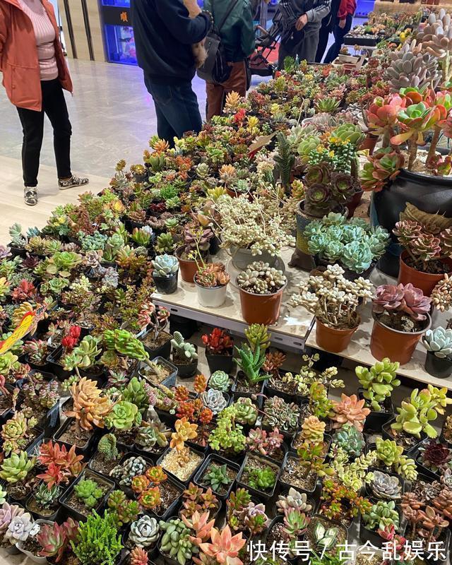 多肉|熊童子，花普货的价钱赏贵货的颜值，做好5点，红叶尖肥叶片都要