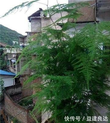 黄叶|家里的文竹稀稀拉拉，真难看，用了这1东西，发疯的长，不黄叶