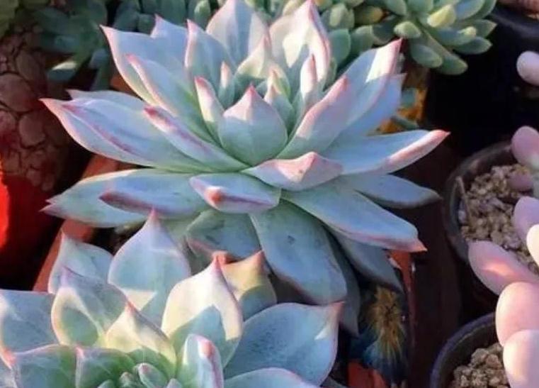 多肉粉蓝鸟怎么养,掌握5点,养出仙气飘飘的状态美极了