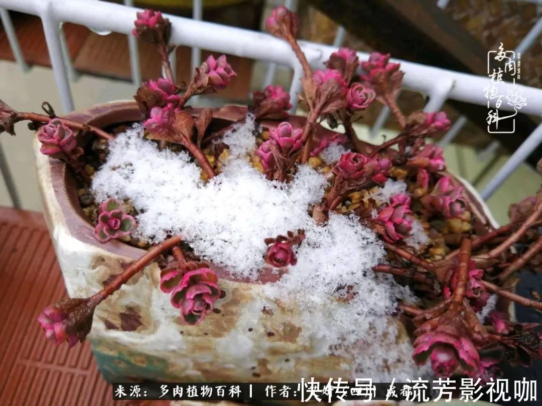 多肉|人生有时候就像多肉，不是不出彩，只是经历的时光还不够！