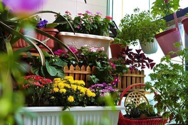 冬季供暖室内“干燥”,有3种“加湿”技巧,让花叶子一直绿油油