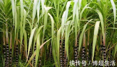 前列腺|前列腺炎最怕“6物”,男人平时要常吃,或能杀菌消炎,预防炎症