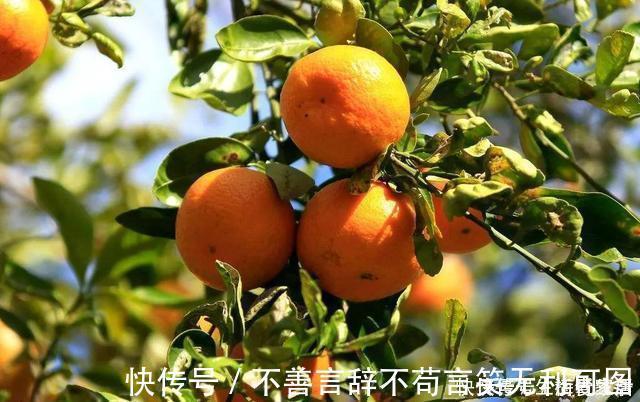 阳台上|还在苦苦养花吗?今年都流行种果树了,开完花就结果,味甜真不错