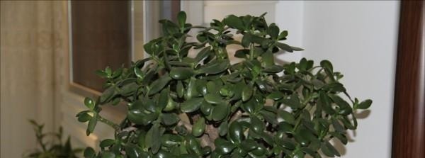 “耐干旱”的3种花,即使40天不浇水,一样“爆盆”,生长快!