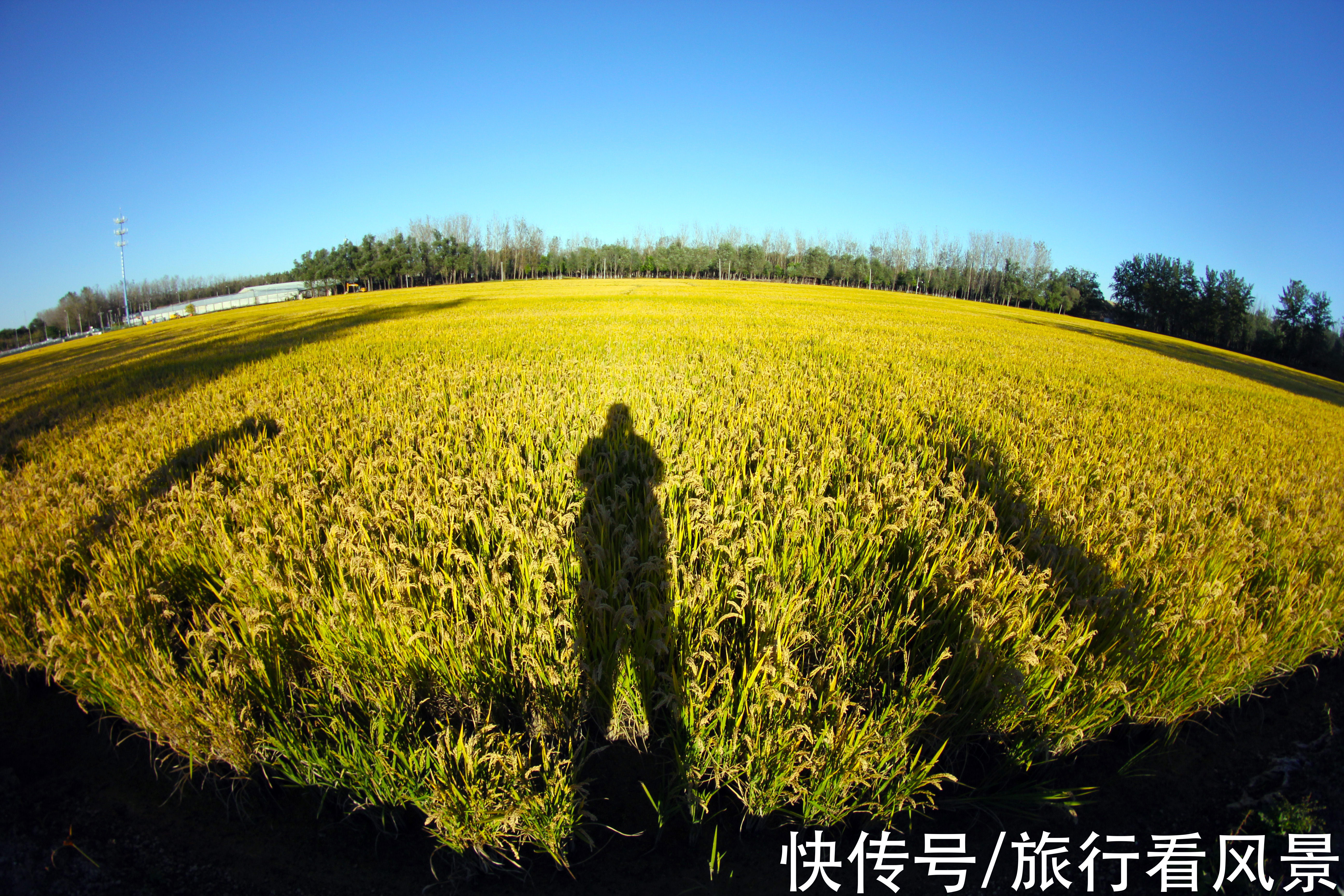 停车场|北京秋日好风光，千亩稻田等您打卡，门票停车都免费