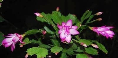 蟹爪兰|老花匠这样养蟹爪兰,“1种汁液”兑水浇,7天1次,新芽蹭蹭冒