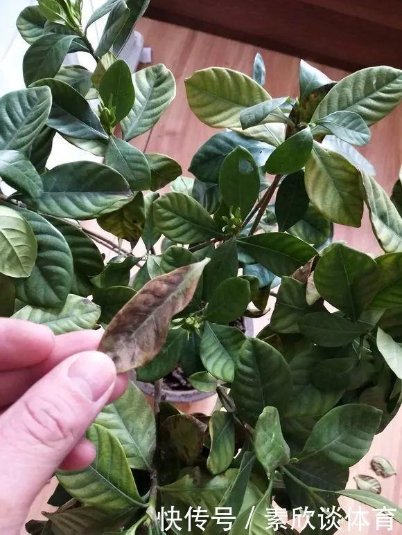 栀子花最怕它,碰上就没救,再上心都养不活!
