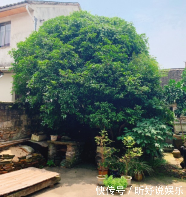 香气|这么养桂花,阳台一小盆就开出大片金黄,香气十里外都能闻到!