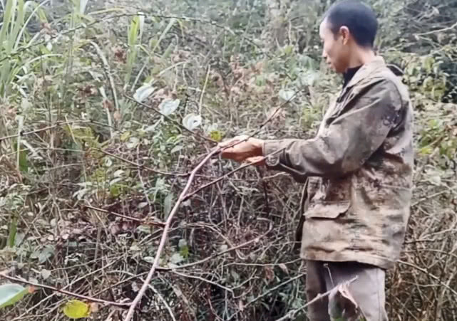 入药|山里一种难得的野生药材,根部泡酒治腰腿酸痛,梗做手环价值很高