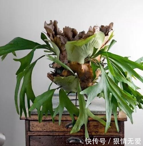 鹿角蕨,子叶奇异美观、姿态独特,盆栽要如何管理呢!