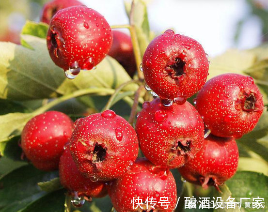 服用|山楂泡酒的方法,长期饮用可降血脂哦