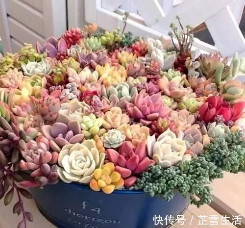 多肉|新手养多肉植物,了解掌握4个要点,保准养一个旺一个