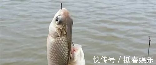小鱼|小鱼闹窝?野钓用这几招,中钩的都是大板鲫