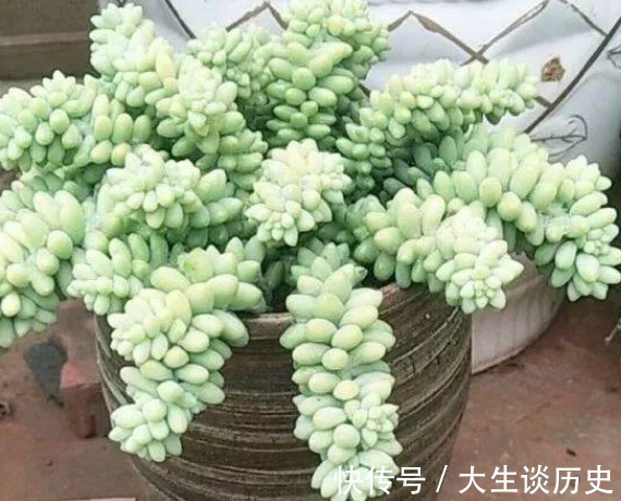多肉玉缀又徒又绿该怎么办满足这些条件,盆栽马上变漂亮!