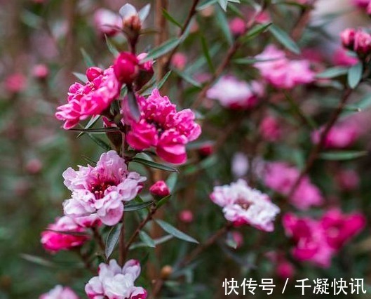 花朵|4种“劳模花”，花期365天全年不休，养在室内一整年都有花赏