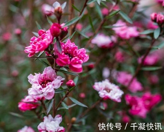 花朵|4种“劳模花”,花期365天全年不休,养在室内一整年都有花赏