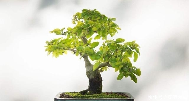 种植|6种果树盆景,放到家里给人高大上的感觉!好看还能吃!