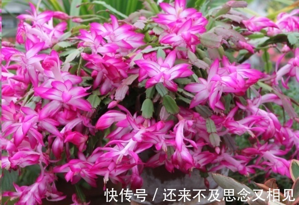 现在把蟹爪兰嫁接到仙人掌上,不用管,秋天也能开成瀑布!