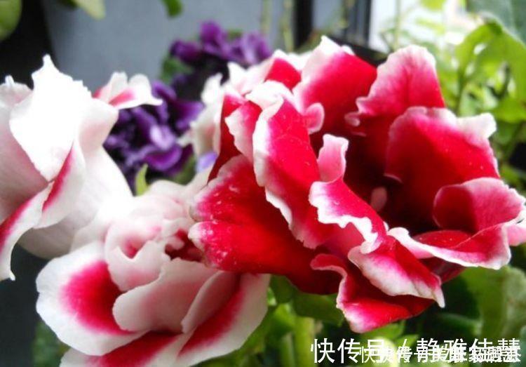 泡桐|懒人必备的几种花卉，养易成活耐旱耐晒，简简单单养爆盆