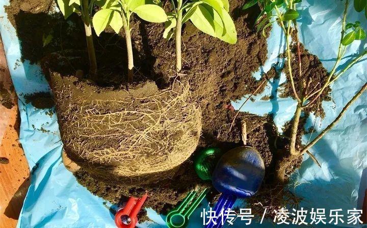 养花|新手养花不用愁，给你支3招，烂根也能救过来！